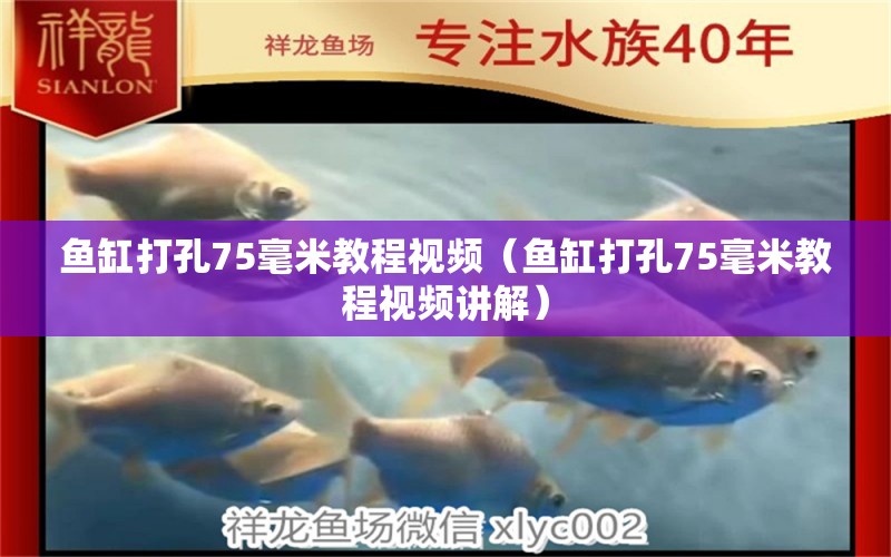 鱼缸打孔75毫米教程视频（鱼缸打孔75毫米教程视频讲解） 龙凤鲤鱼