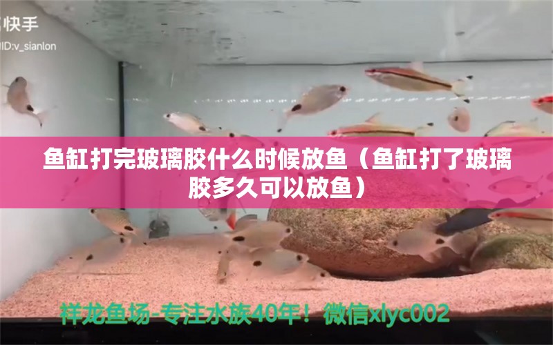 鱼缸打完玻璃胶什么时候放鱼（鱼缸打了玻璃胶多久可以放鱼）