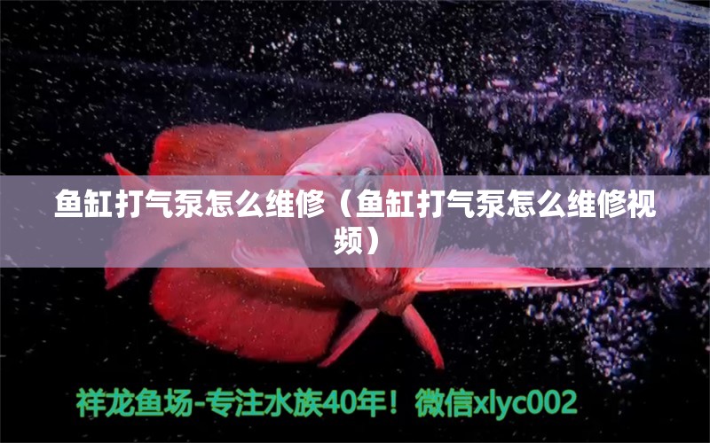 鱼缸打气泵怎么维修（鱼缸打气泵怎么维修视频） 观赏鱼市场（混养鱼）