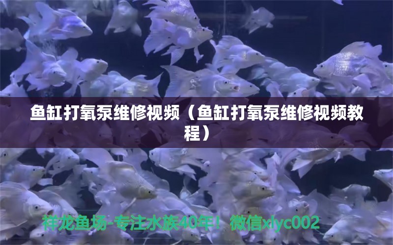 鱼缸打氧泵维修视频（鱼缸打氧泵维修视频教程）