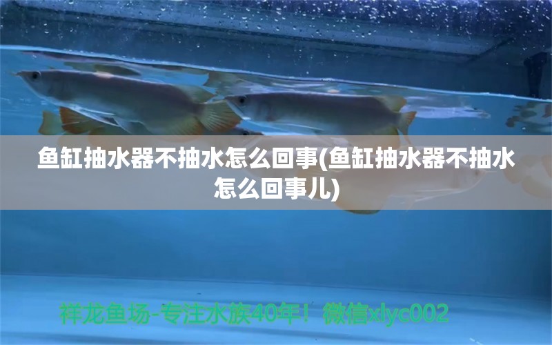 鱼缸抽水器不抽水怎么回事(鱼缸抽水器不抽水怎么回事儿) 黄吉金龙（白子金龙鱼）