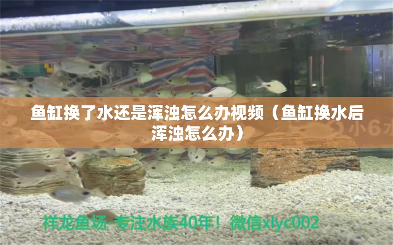 鱼缸换了水还是浑浊怎么办视频（鱼缸换水后浑浊怎么办）