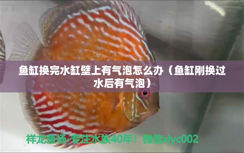 鱼缸换完水缸壁上有气泡怎么办（鱼缸刚换过水后有气泡） 龙鱼百科 第1张