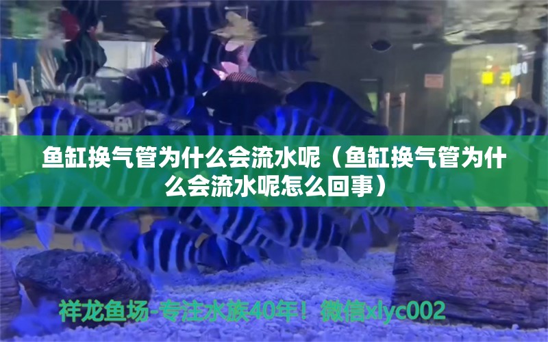 鱼缸换气管为什么会流水呢（鱼缸换气管为什么会流水呢怎么回事） 量子养鱼技术