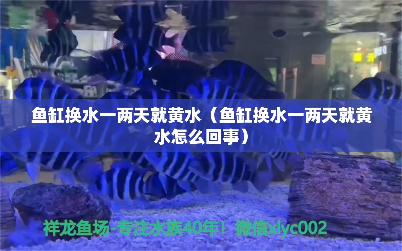 鱼缸换水一两天就黄水（鱼缸换水一两天就黄水怎么回事）