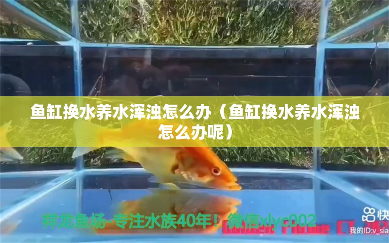 鱼缸换水养水浑浊怎么办（鱼缸换水养水浑浊怎么办呢） 定时器/自控系统