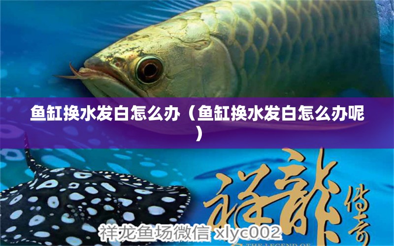 鱼缸换水发白怎么办（鱼缸换水发白怎么办呢） 祥龙水族医院