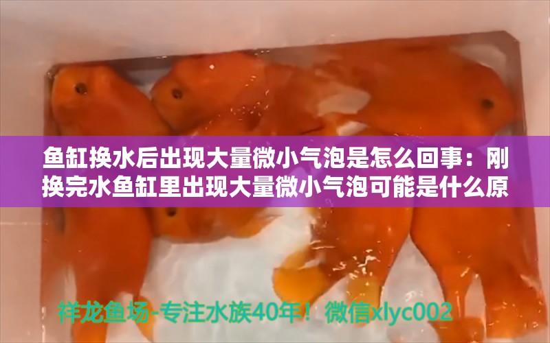 鱼缸换水后出现大量微小气泡是怎么回事：刚换完水鱼缸里出现大量微小气泡可能是什么原因引起的