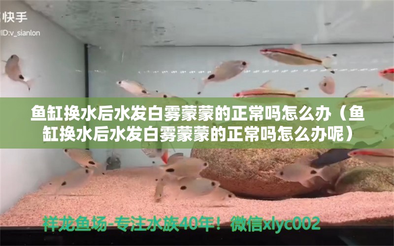 鱼缸换水后水发白雾蒙蒙的正常吗怎么办（鱼缸换水后水发白雾蒙蒙的正常吗怎么办呢） 观赏鱼市场（混养鱼） 第1张