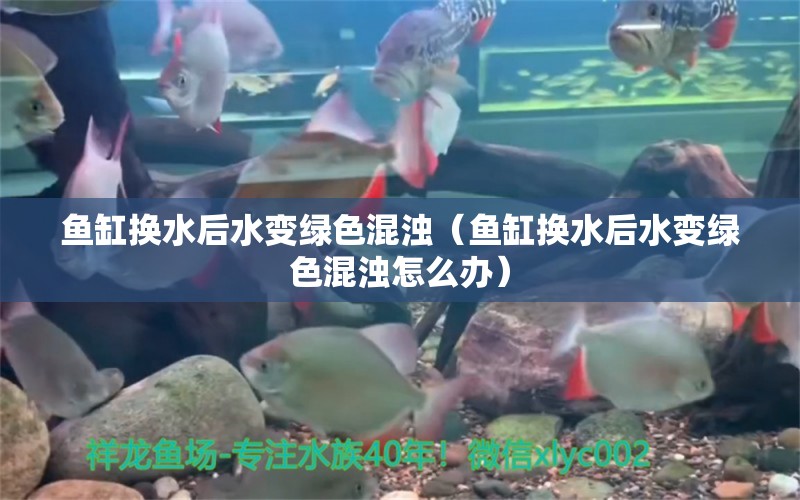 鱼缸换水后水变绿色混浊（鱼缸换水后水变绿色混浊怎么办） 量子养鱼技术