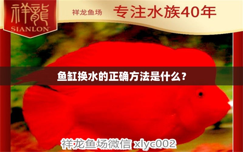 鱼缸换水的正确方法是什么？ 成吉思汗鲨（球鲨）鱼