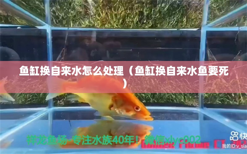 鱼缸换自来水怎么处理（鱼缸换自来水鱼要死）