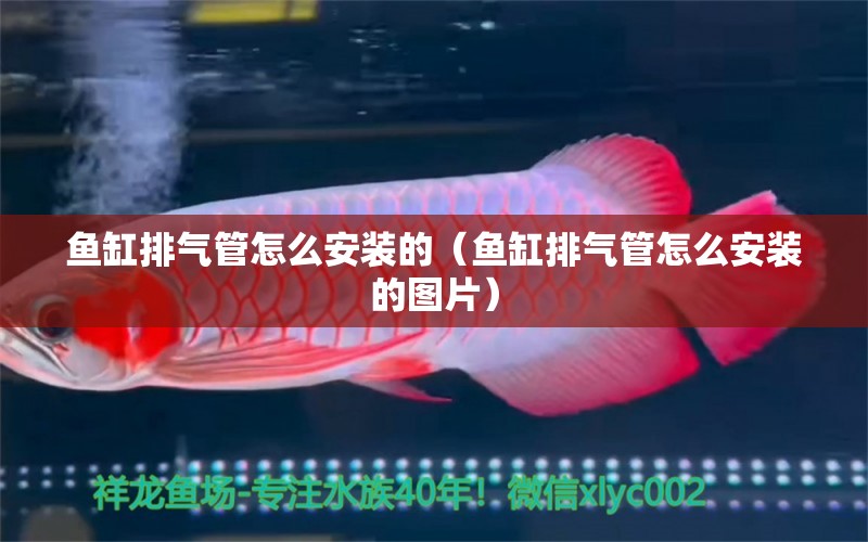 鱼缸排气管怎么安装的（鱼缸排气管怎么安装的图片） 双线侧鱼