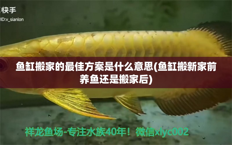 鱼缸搬家的最佳方案是什么意思(鱼缸搬新家前养鱼还是搬家后) 皇冠黑白魟鱼