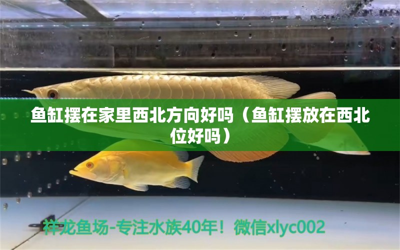 鱼缸摆在家里西北方向好吗（鱼缸摆放在西北位好吗） 野彩鱼