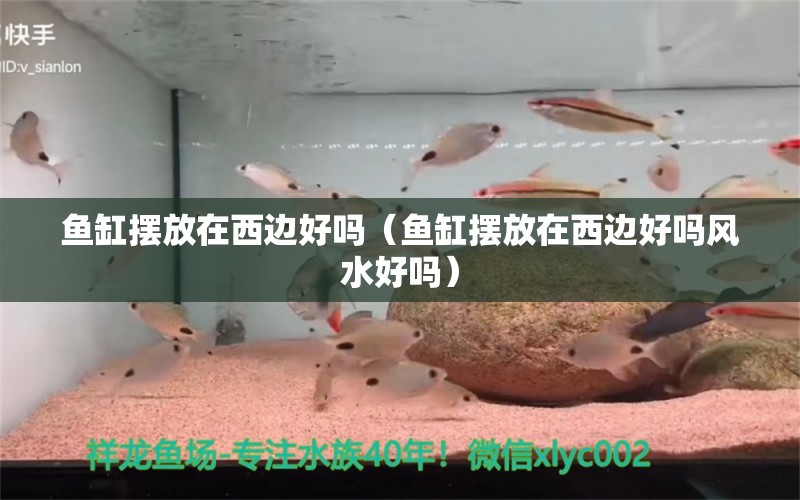 鱼缸摆放在西边好吗（鱼缸摆放在西边好吗风水好吗） 鱼缸风水