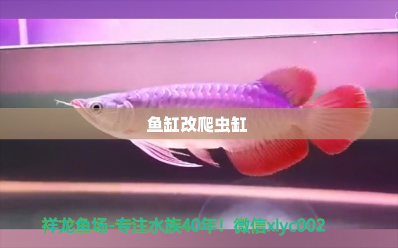 鱼缸改爬虫缸  鱼缸水泵