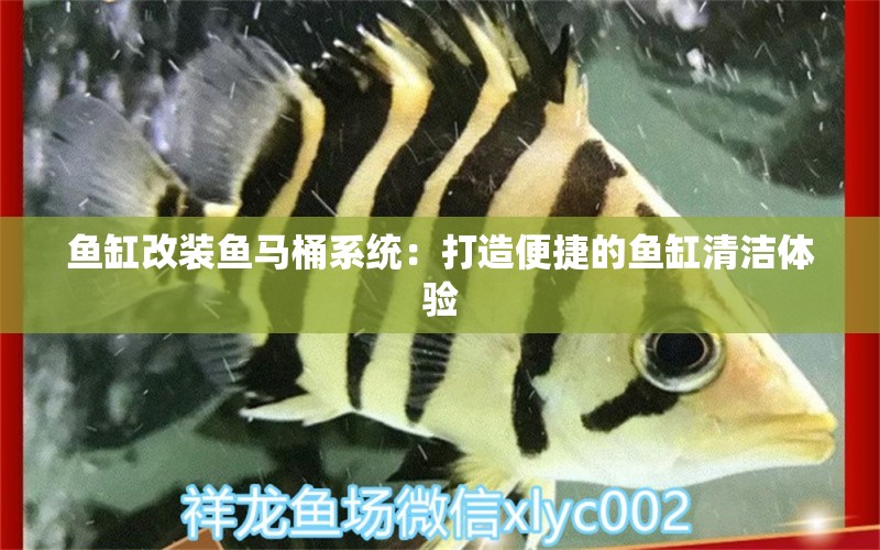 鱼缸改装鱼马桶系统：打造便捷的鱼缸清洁体验