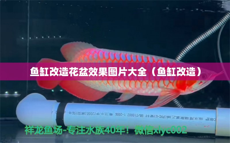 鱼缸改造花盆效果图片大全（鱼缸改造） 广州观赏鱼批发市场