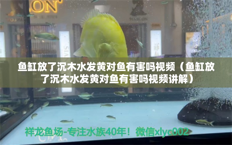 鱼缸放了沉木水发黄对鱼有害吗视频（鱼缸放了沉木水发黄对鱼有害吗视频讲解）