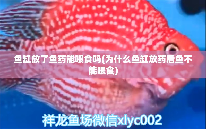 鱼缸放了鱼药能喂食吗(为什么鱼缸放药后鱼不能喂食) 海水鱼（海水鱼批发）