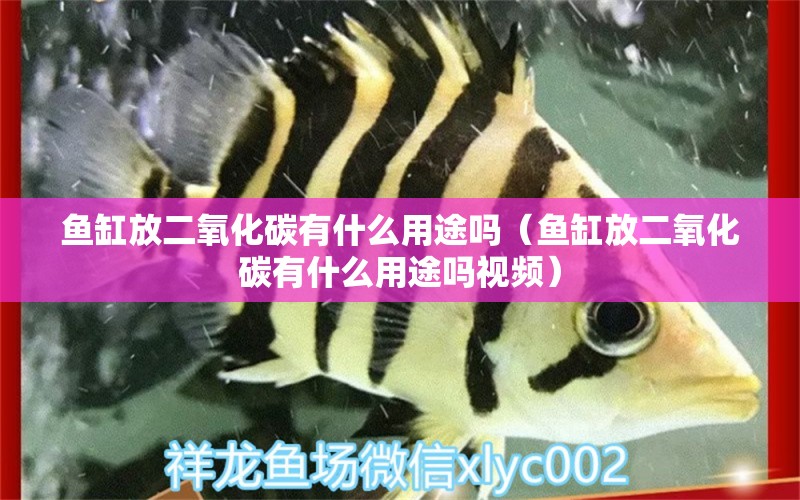 鱼缸放二氧化碳有什么用途吗（鱼缸放二氧化碳有什么用途吗视频）