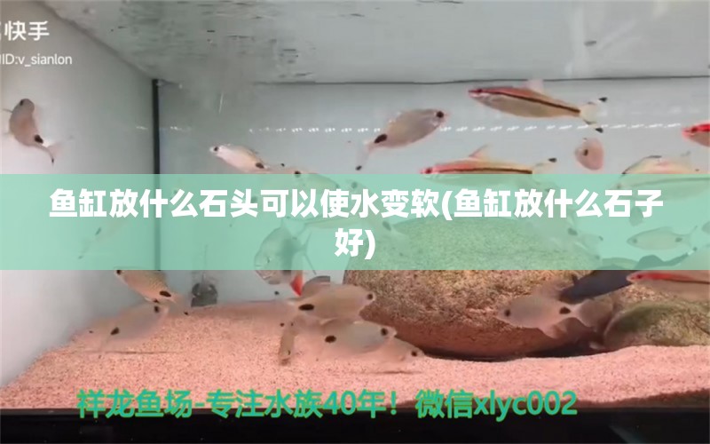 鱼缸放什么石头可以使水变软(鱼缸放什么石子好)