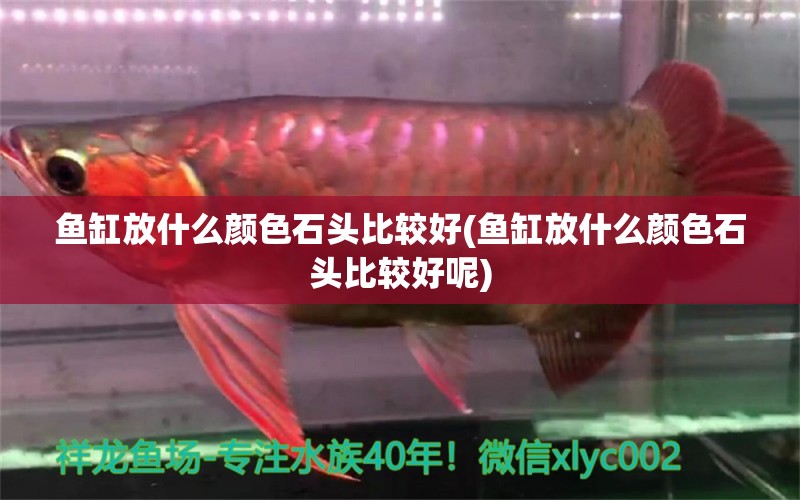 鱼缸放什么颜色石头比较好(鱼缸放什么颜色石头比较好呢) 水族用品 第1张