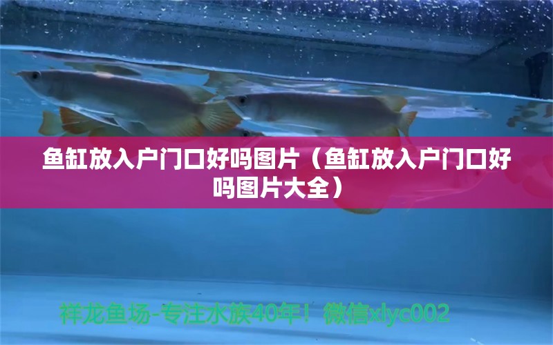 鱼缸放入户门口好吗图片（鱼缸放入户门口好吗图片大全） 祥龙水族医院