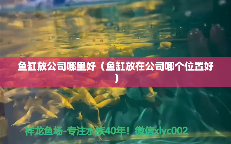 鱼缸放公司哪里好（鱼缸放在公司哪个位置好） 祥龙水族医院