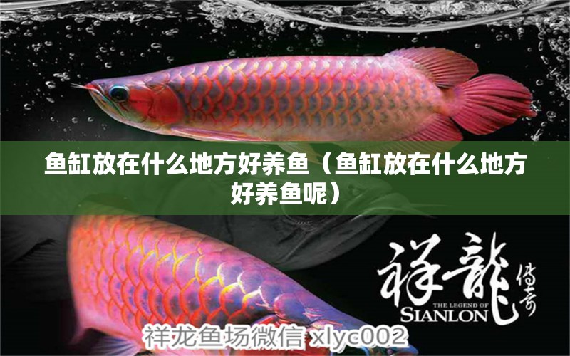 鱼缸放在什么地方好养鱼（鱼缸放在什么地方好养鱼呢） 祥龙水族医院