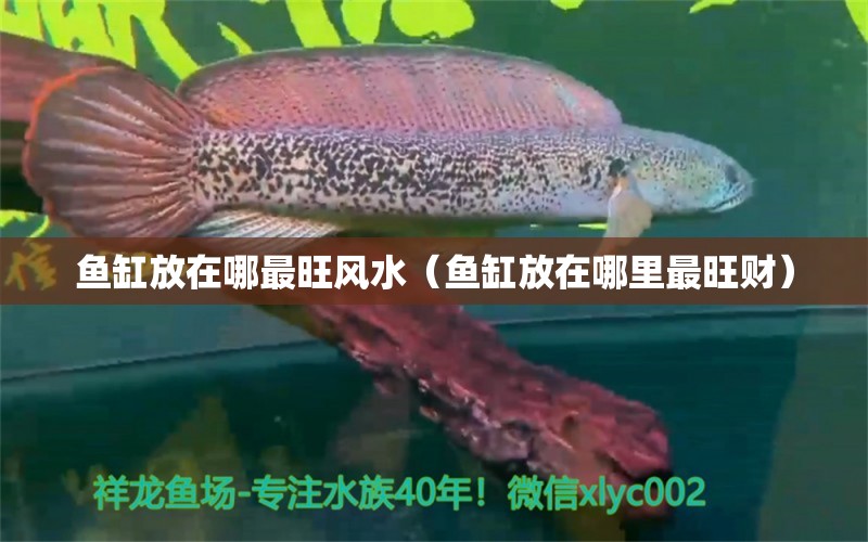 鱼缸放在哪最旺风水（鱼缸放在哪里最旺财） 鱼缸风水