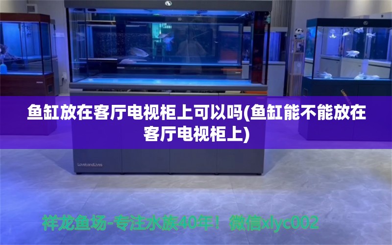 鱼缸放在客厅电视柜上可以吗(鱼缸能不能放在客厅电视柜上) 印尼虎苗 第1张