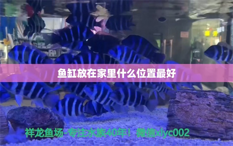 鱼缸放在家里什么位置最好