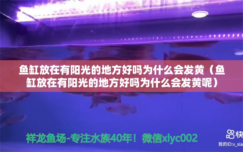 鱼缸放在有阳光的地方好吗为什么会发黄（鱼缸放在有阳光的地方好吗为什么会发黄呢） 铁甲武士