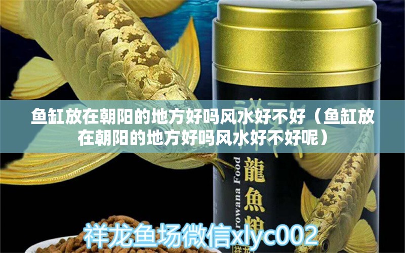 鱼缸放在朝阳的地方好吗风水好不好（鱼缸放在朝阳的地方好吗风水好不好呢）