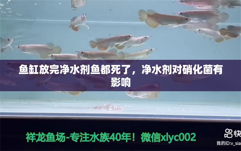 鱼缸放完净水剂鱼都死了，净水剂对硝化菌有影响 养鱼的好处 第2张