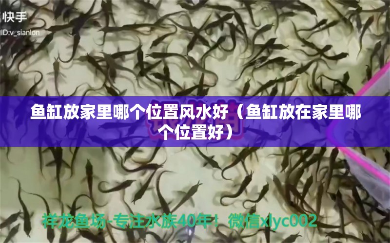 鱼缸放家里哪个位置风水好（鱼缸放在家里哪个位置好） 南美异形观赏鱼 第2张