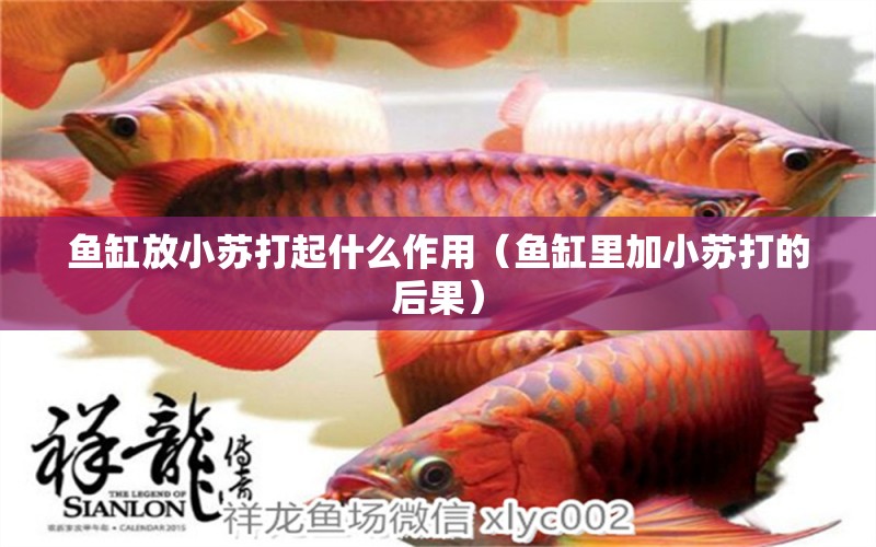 鱼缸放小苏打起什么作用（鱼缸里加小苏打的后果） 祥龙水族医院