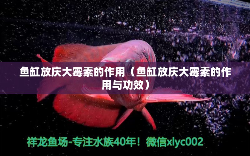 鱼缸放庆大霉素的作用（鱼缸放庆大霉素的作用与功效）