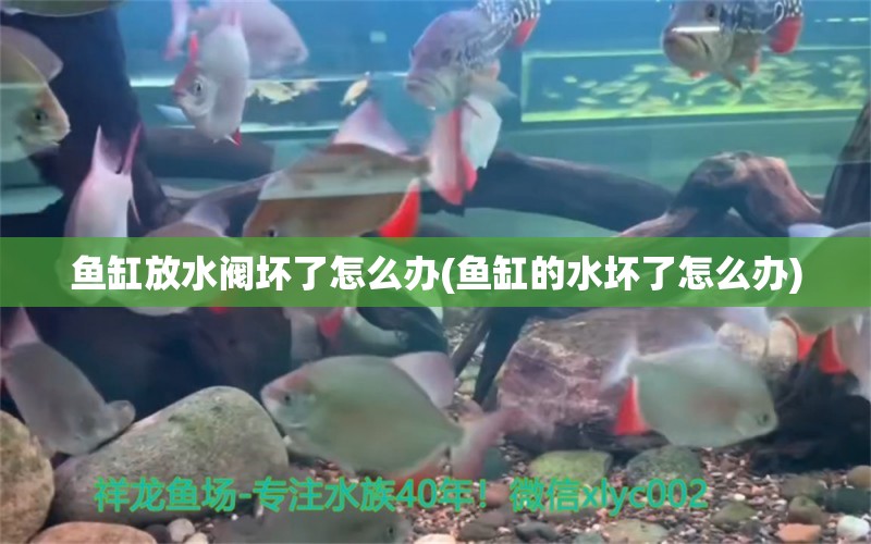 鱼缸放水阀坏了怎么办(鱼缸的水坏了怎么办) 猪鼻龟