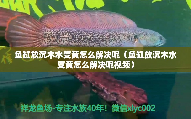 鱼缸放沉木水变黄怎么解决呢（鱼缸放沉木水变黄怎么解决呢视频）