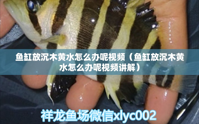 鱼缸放沉木黄水怎么办呢视频（鱼缸放沉木黄水怎么办呢视频讲解）