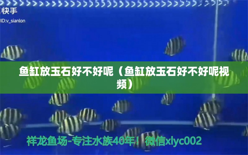 鱼缸放玉石好不好呢（鱼缸放玉石好不好呢视频） 观赏鱼市场（混养鱼）