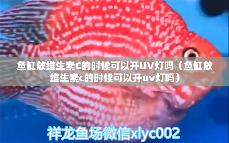 鱼缸放维生素C的时候可以开UV灯吗（鱼缸放维生素c的时候可以开uv灯吗） 观赏鱼 第1张