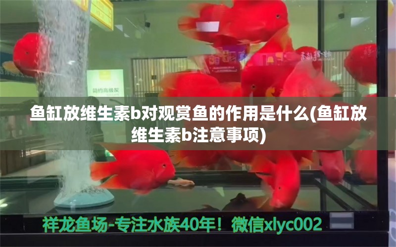 鱼缸放维生素b对观赏鱼的作用是什么(鱼缸放维生素b注意事项)