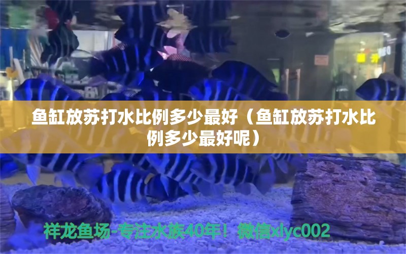 鱼缸放苏打水比例多少最好（鱼缸放苏打水比例多少最好呢）