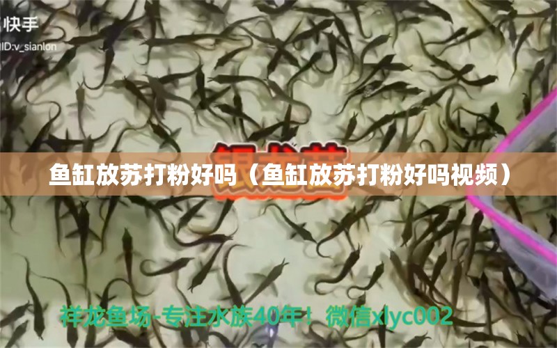 鱼缸放苏打粉好吗（鱼缸放苏打粉好吗视频）