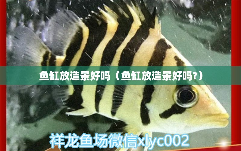 鱼缸放造景好吗（鱼缸放造景好吗?） 祥龙水族医院