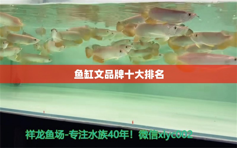 鱼缸文品牌十大排名 白子关刀鱼苗